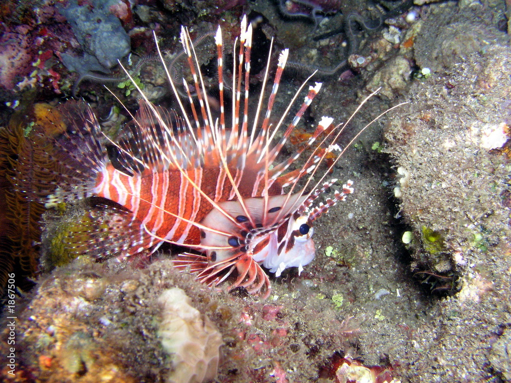 rotfeuerfisch rotfeuerfisch