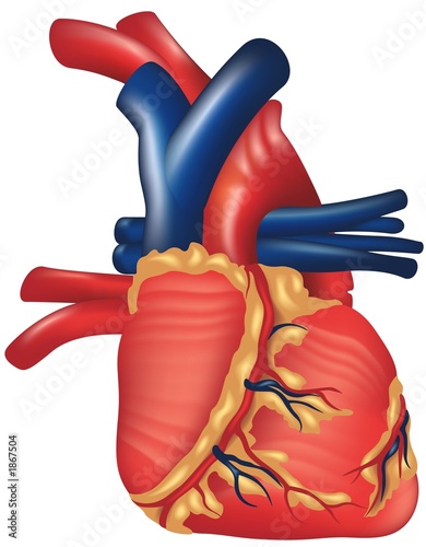 human heart