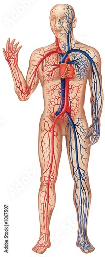 vascular system photo