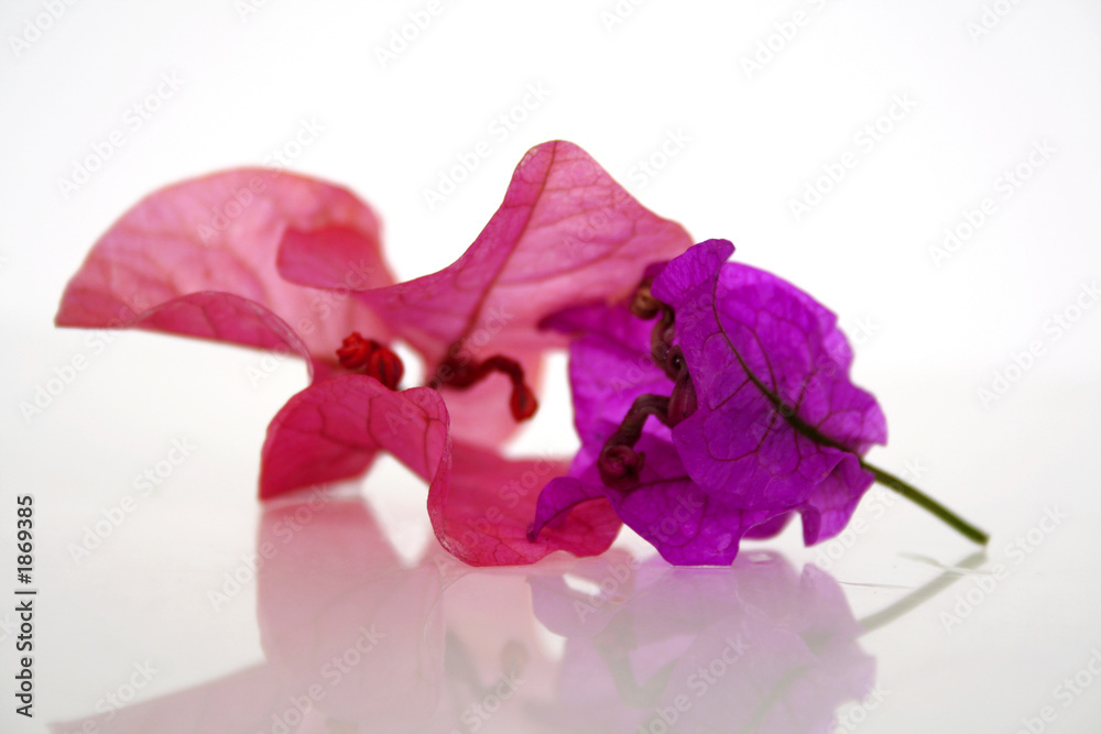confidences florales confidences florales