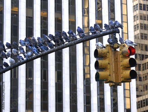 nyc pigeons