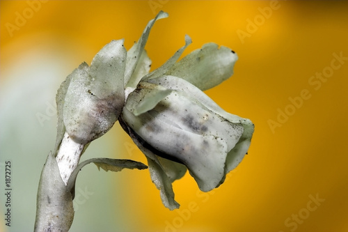 albino plant