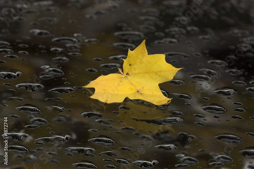 yellow leaf