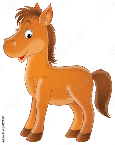 foal