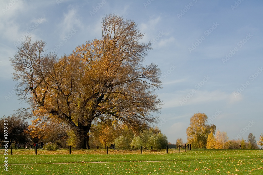 Obraz premium huge old oak