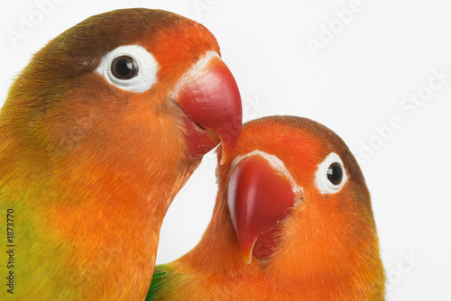 lovebirds photo