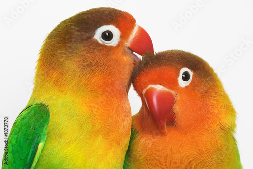 Εκτύπωση καμβά lovebirds