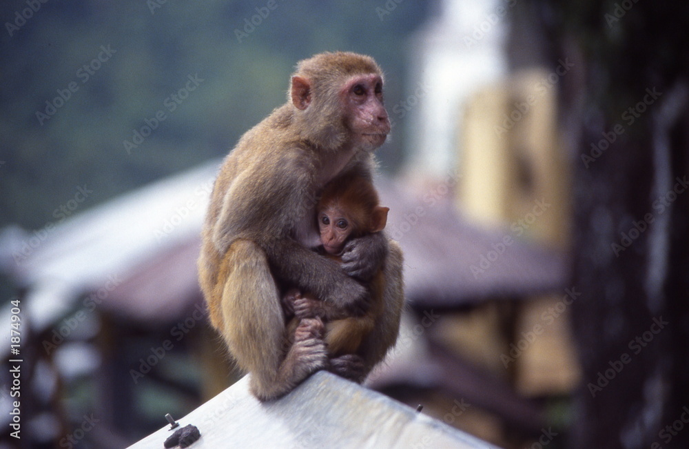 © marcofocus - mamma e cucciolo
