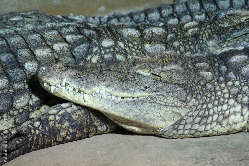 Naklejka premium krokodil