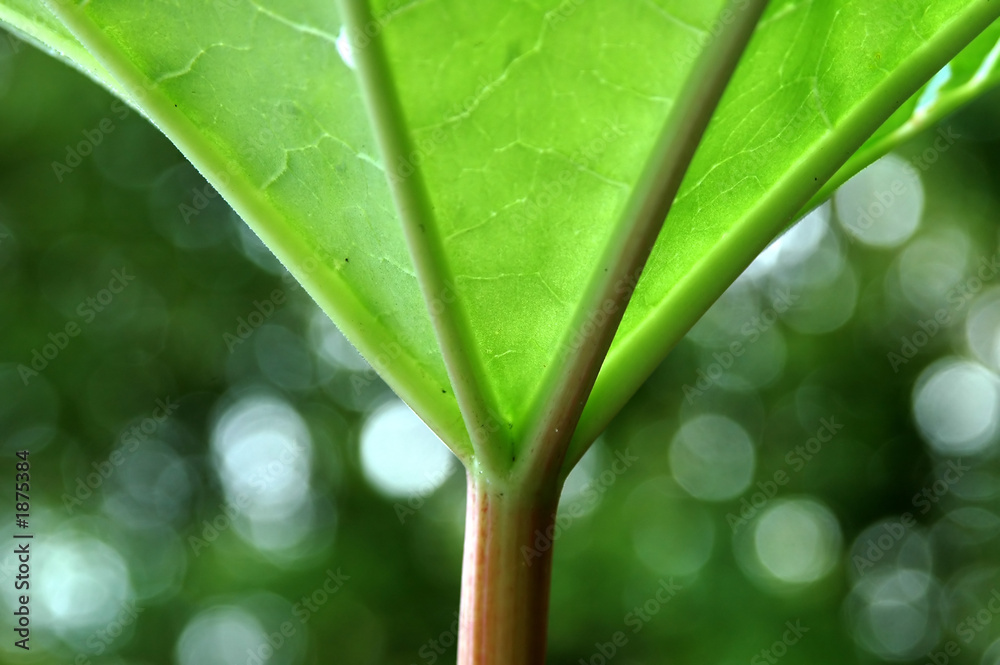 Fototapeta premium green,green leaf