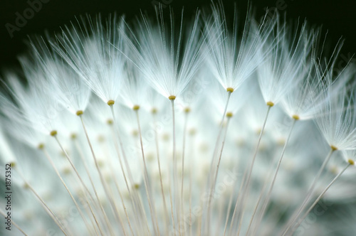 dandelion