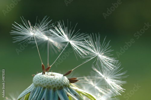 dandelion