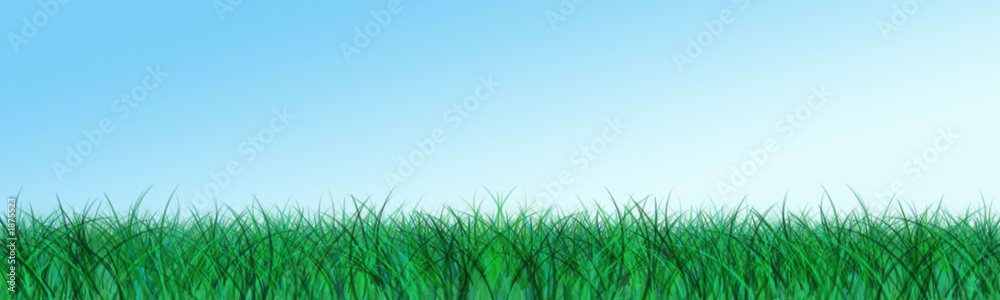 Fototapeta premium hintergrund - gras - wiese