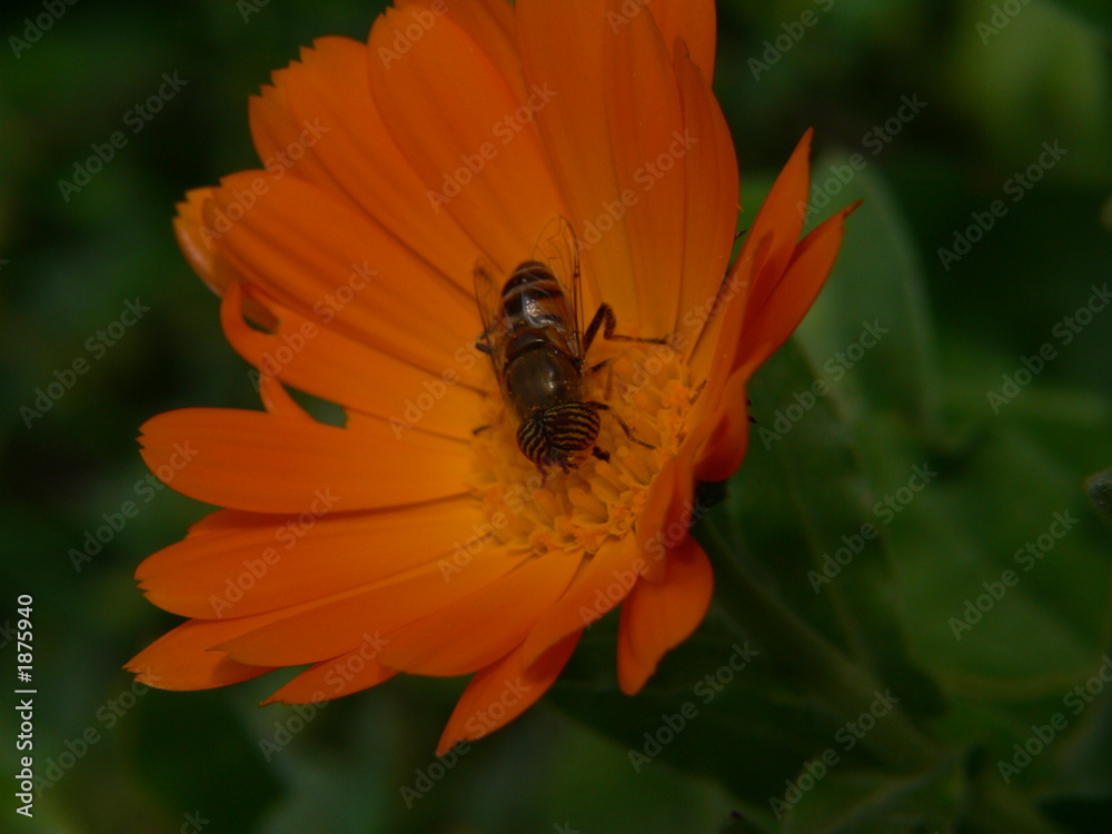 Naklejka premium abeille