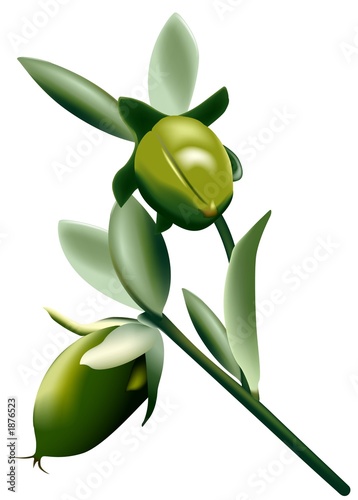 jojoba 1