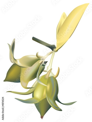 jojoba 2