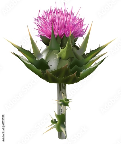 milk thistle (silybum marianum)