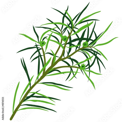 tea tree