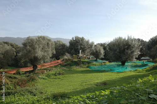 récolte des olives, filitosa propriano photo