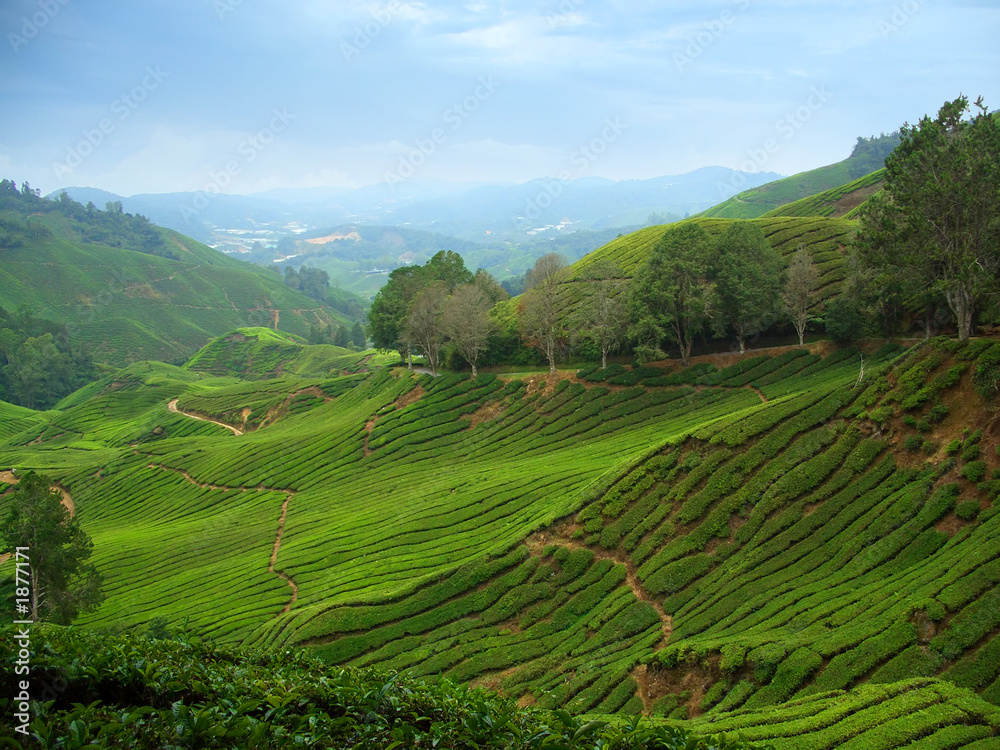 tea plantations in cameron highlands, malaysia