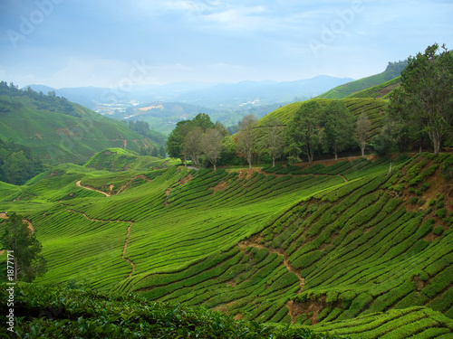 tea plantations in cameron highlands, malaysia