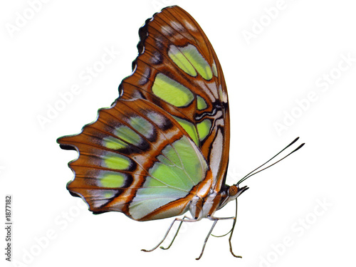 Malachitfalter, Schmetterling mit grünen und braunen Flügeln, freigestellt auf weißem Hintergrund