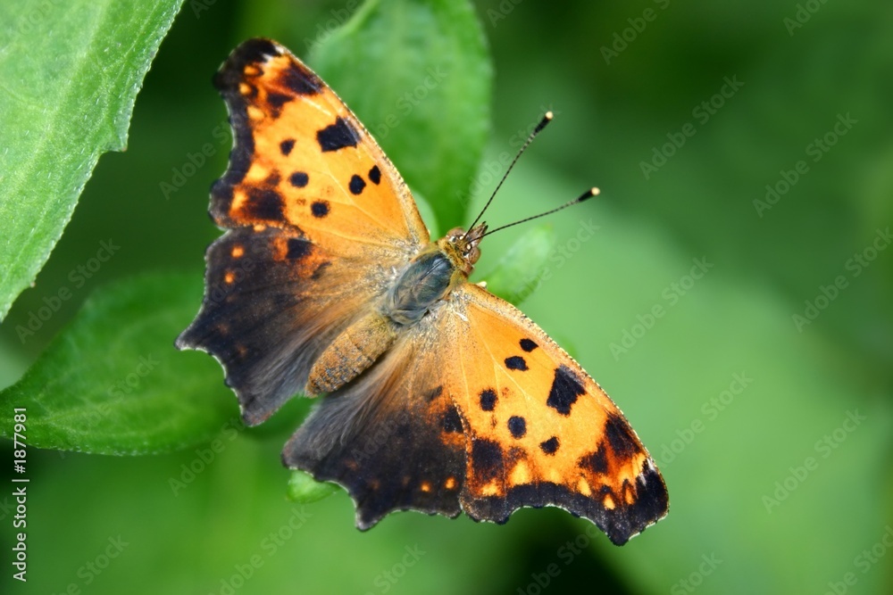 Obraz premium butterfly
