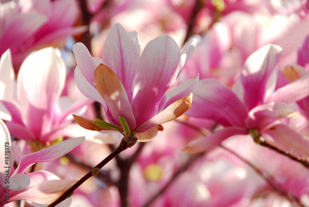 Fototapeta premium blooming magnolia