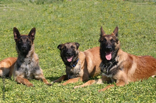 fratrie de malinois