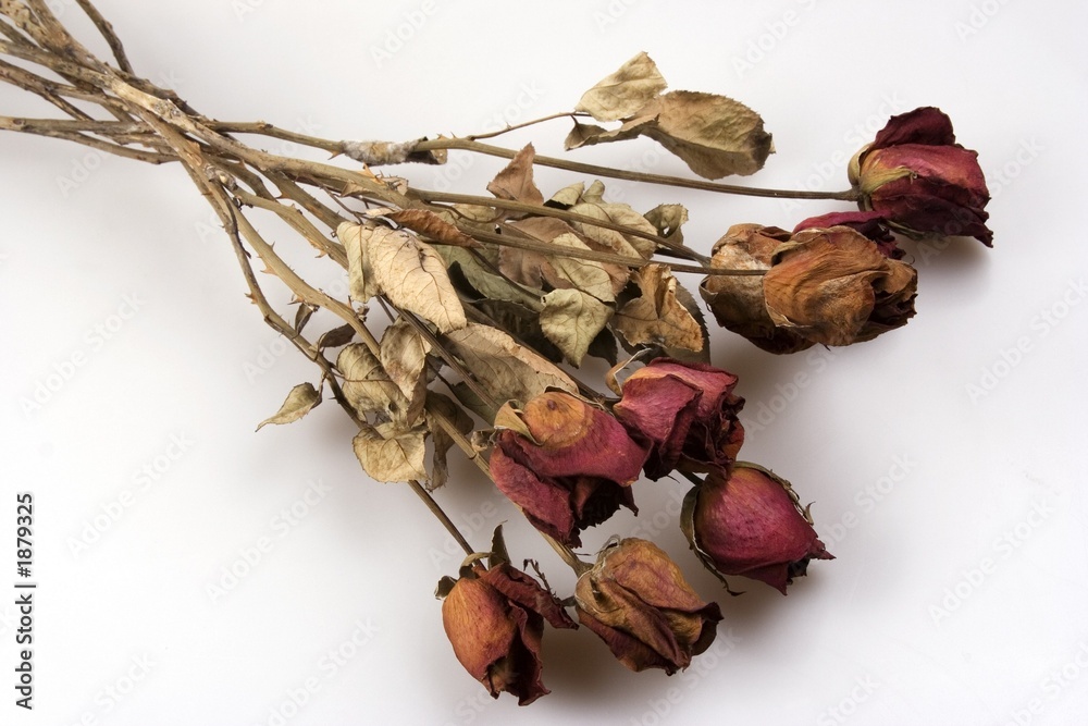 Fototapeta premium withered red rose
