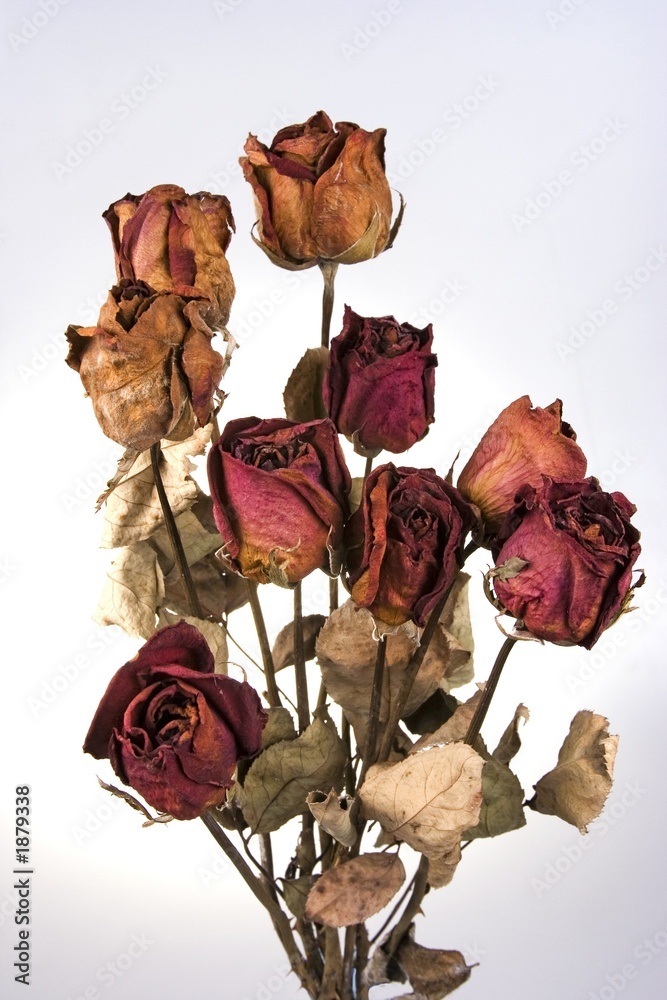 Naklejka premium withered red rose