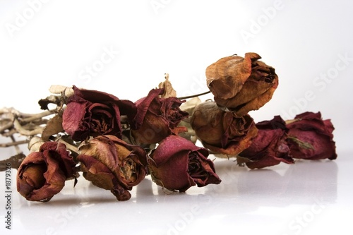 withered red rose