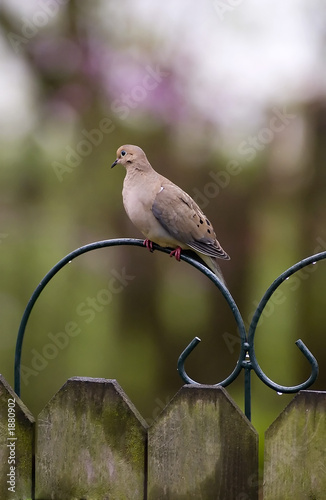 mourning dove in the rain.