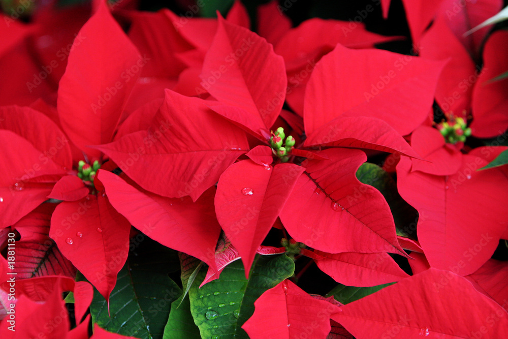 red christmas poinsettia