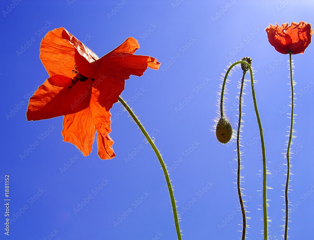 Obraz premium coquelicots sous le soleil
