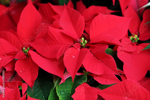 red christmas poinsettia