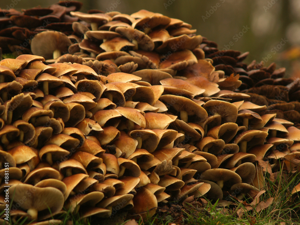Fototapeta premium toadstools