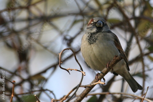 sparrow perch © Bruce Stewart