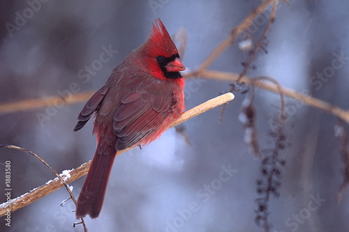 northern cardinal in winter #1