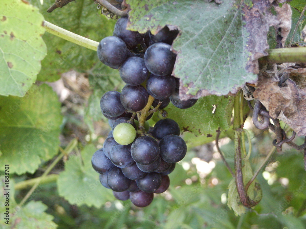 black grapes