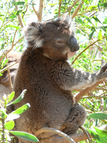 koala up a tree