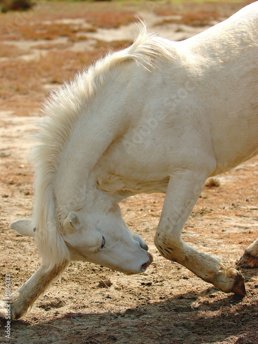 Fotografie salut du cheval 30x40
