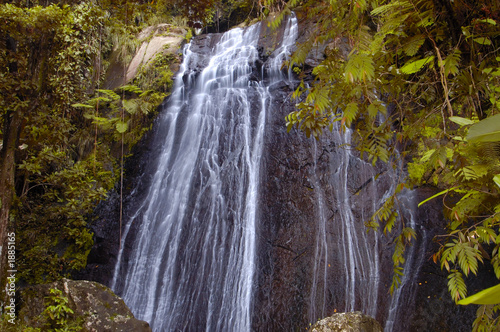 rain forest water falls