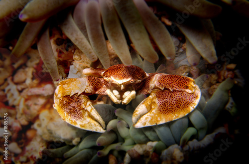 soft coral crab photo