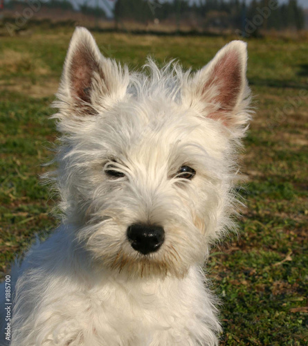 chiot westie