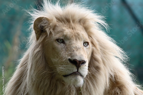 white lion