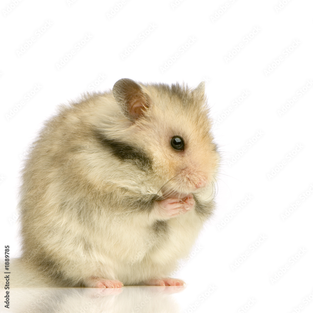 hamster hamster