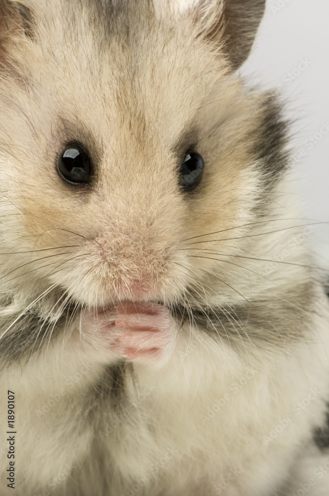 hamster hamster