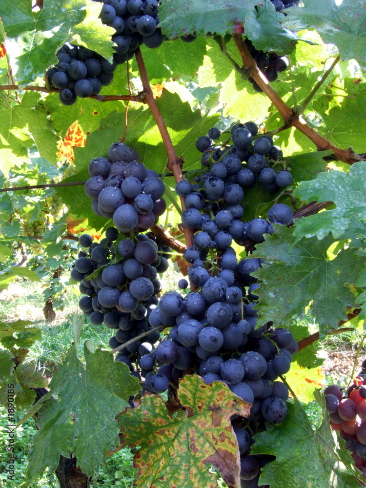 Fototapeta premium grape