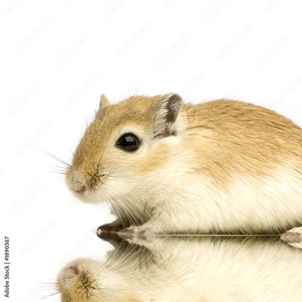 Fototapeta premium gerbille
